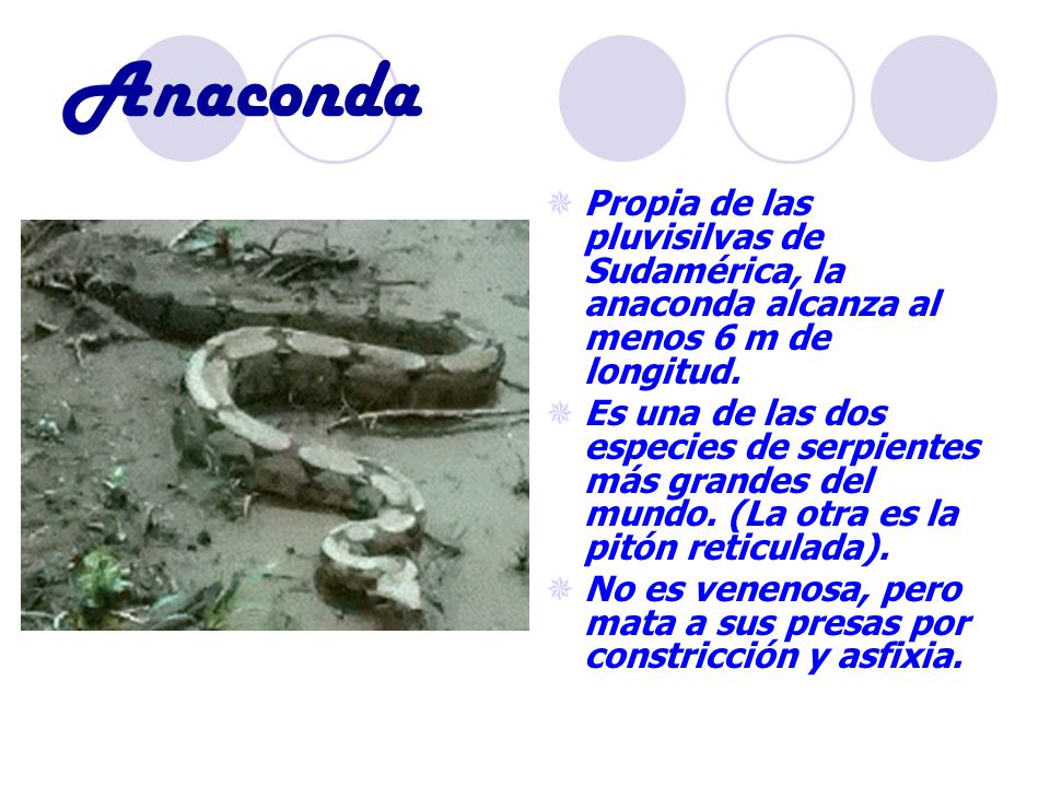 Anaconda Propia de las pluvisilvas de Sudamérica, la anaconda alcanza al menos 6 m de longitud.