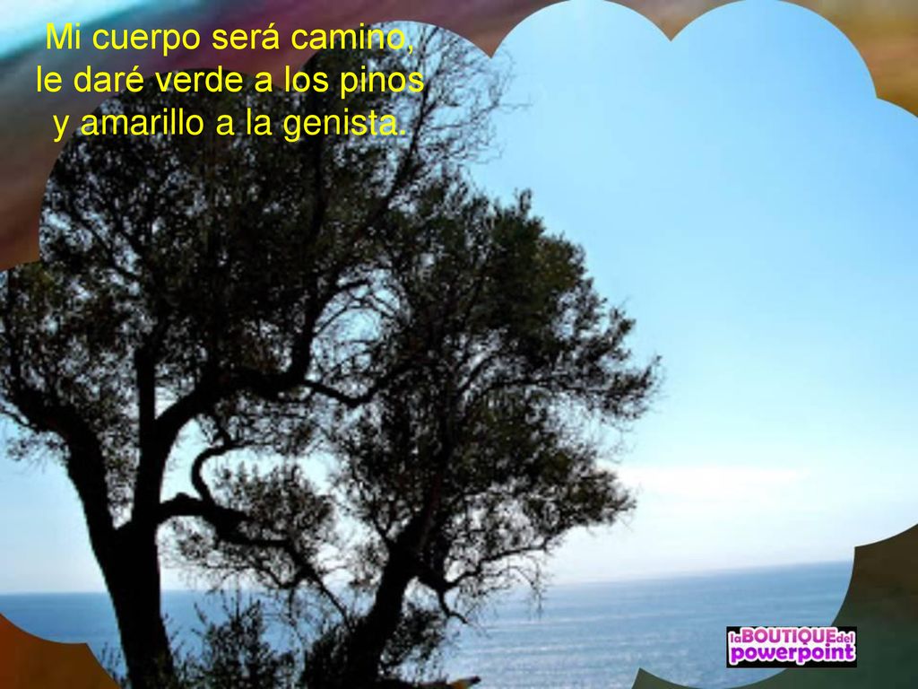 Mi cuerpo será camino, le daré verde a los pinos y amarillo a la genista.