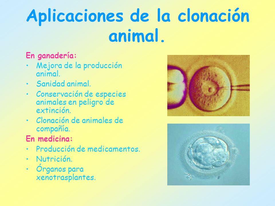 Aplicaciones de la clonación animal.