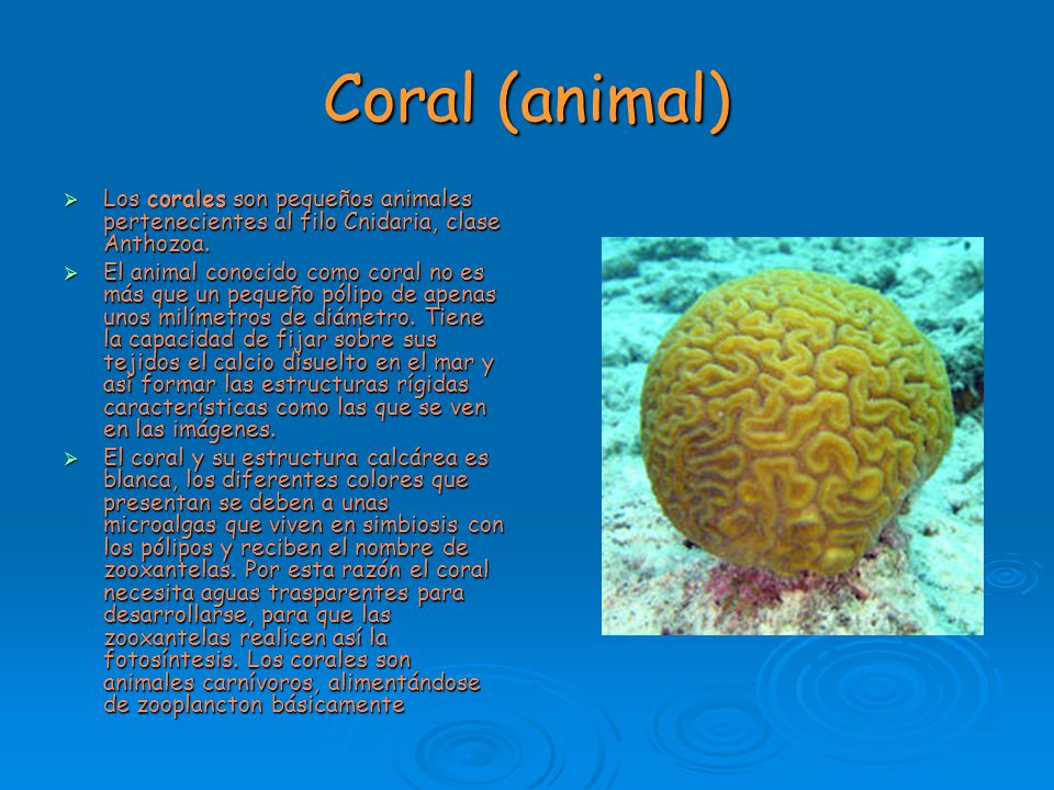 Coral (animal) Los corales son pequeños animales pertenecientes al filo Cnidaria, clase Anthozoa.