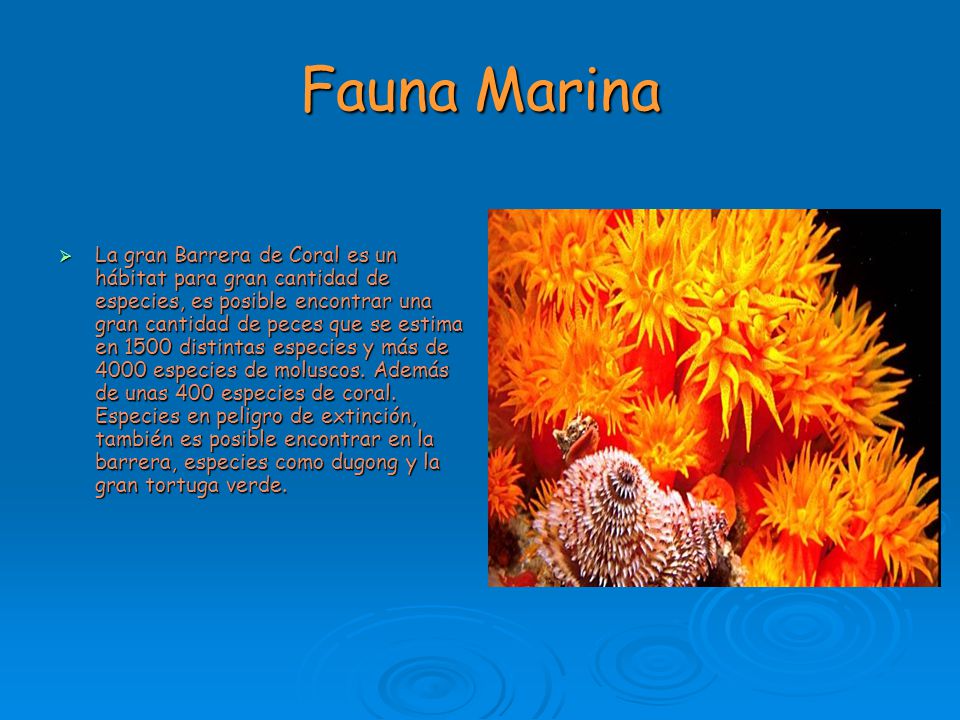 Fauna Marina