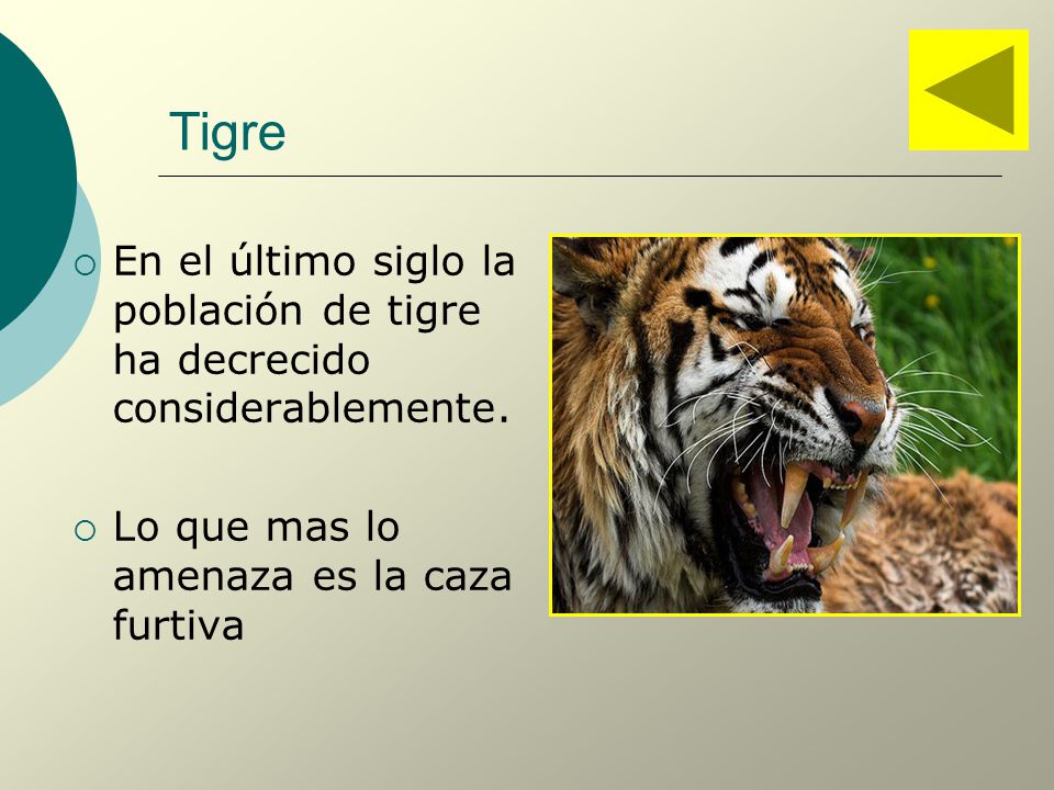 Tigre En el último siglo la población de tigre ha decrecido considerablemente.