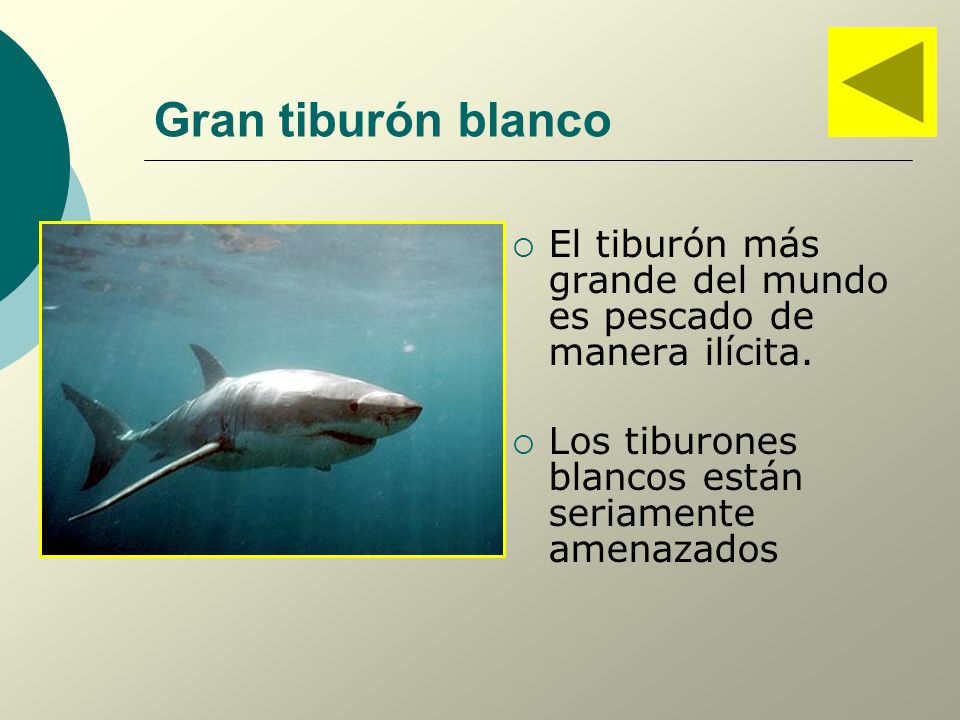 Gran tiburón blanco El tiburón más grande del mundo es pescado de manera ilícita.