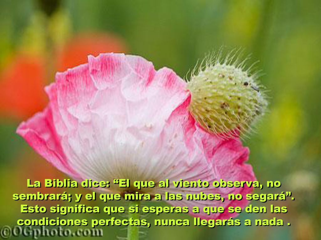 La Biblia dice: El que al viento observa, no sembrará; y el que mira a las nubes, no segará .