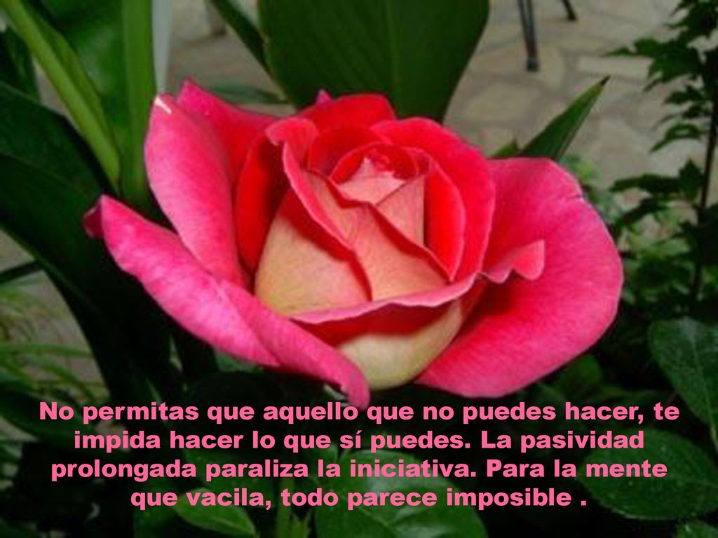 No permitas que aquello que no puedes hacer, te impida hacer lo que sí puedes.