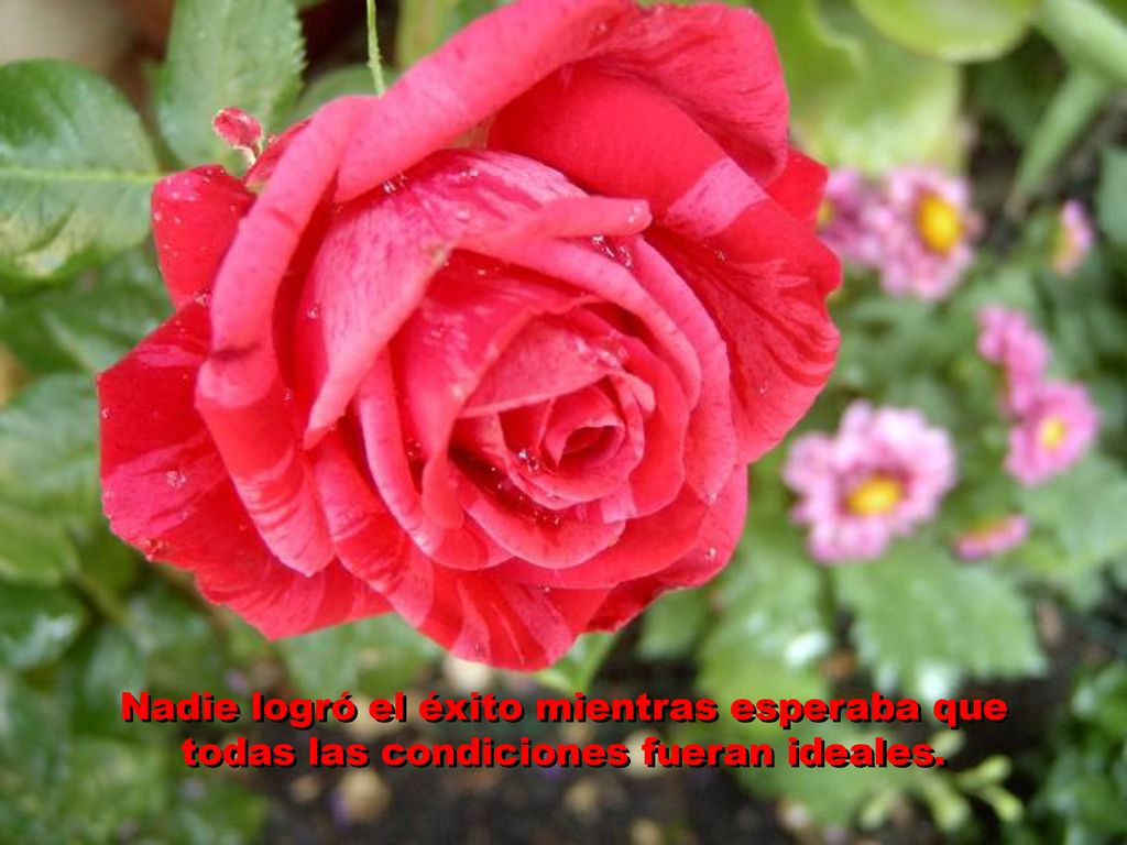 Nadie logró el éxito mientras esperaba que todas las condiciones fueran ideales.