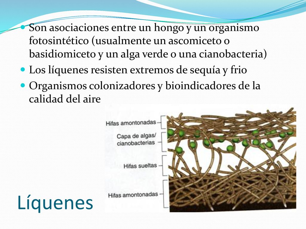 Son asociaciones entre un hongo y un organismo fotosintético (usualmente un ascomiceto o basidiomiceto y un alga verde o una cianobacteria)