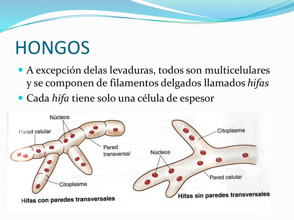 HONGOS A excepción delas levaduras, todos son multicelulares y se componen de filamentos delgados llamados hifas.