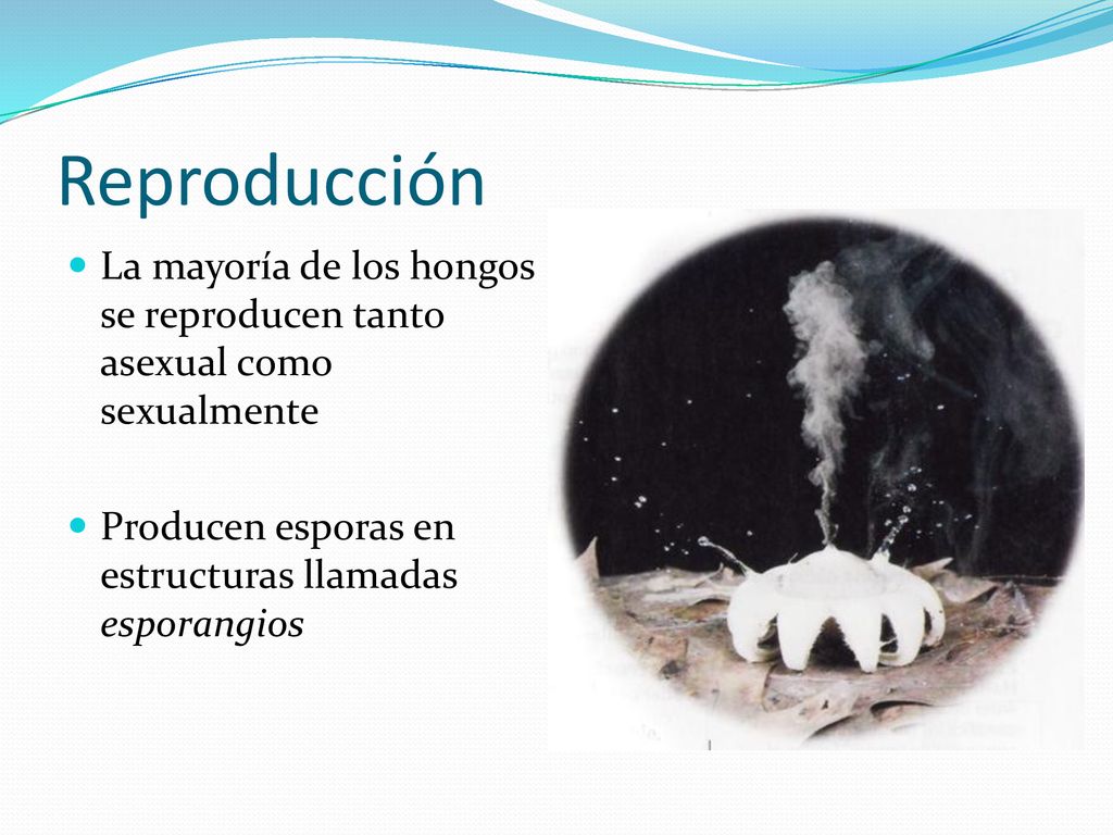 Reproducción La mayoría de los hongos se reproducen tanto asexual como sexualmente.