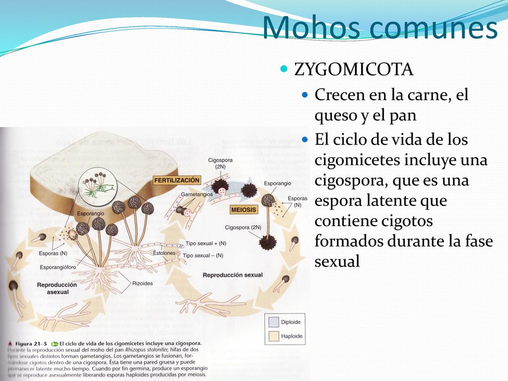 Mohos comunes ZYGOMICOTA Crecen en la carne, el queso y el pan
