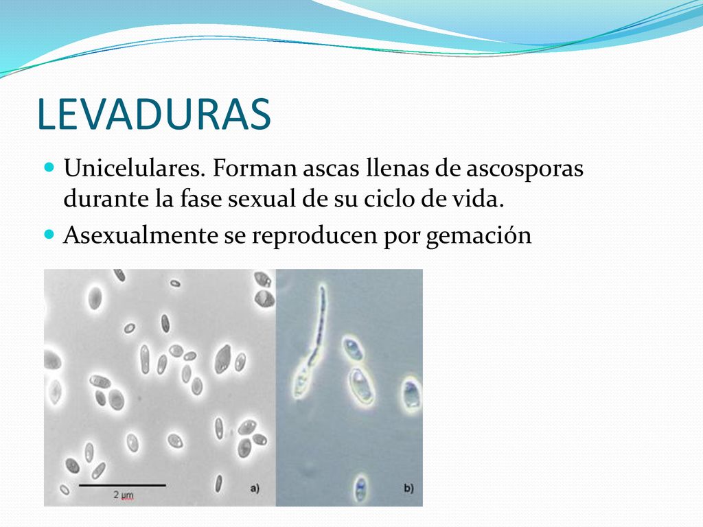 LEVADURAS Unicelulares. Forman ascas llenas de ascosporas durante la fase sexual de su ciclo de vida.