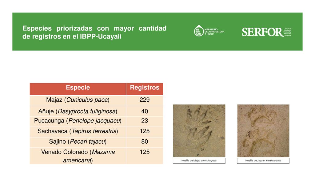 Especies priorizadas con mayor cantidad de registros en el IBPP-Ucayali