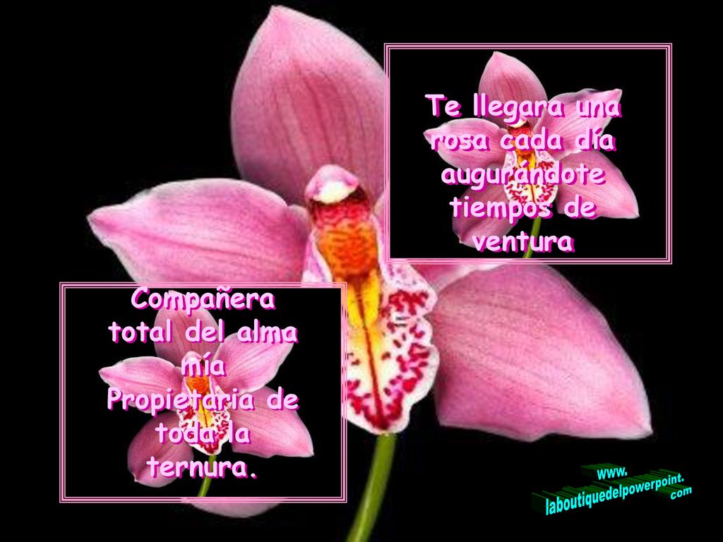 Te llegara una rosa cada día augurándote tiempos de ventura