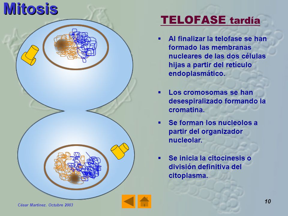 Mitosis TELOFASE tardía
