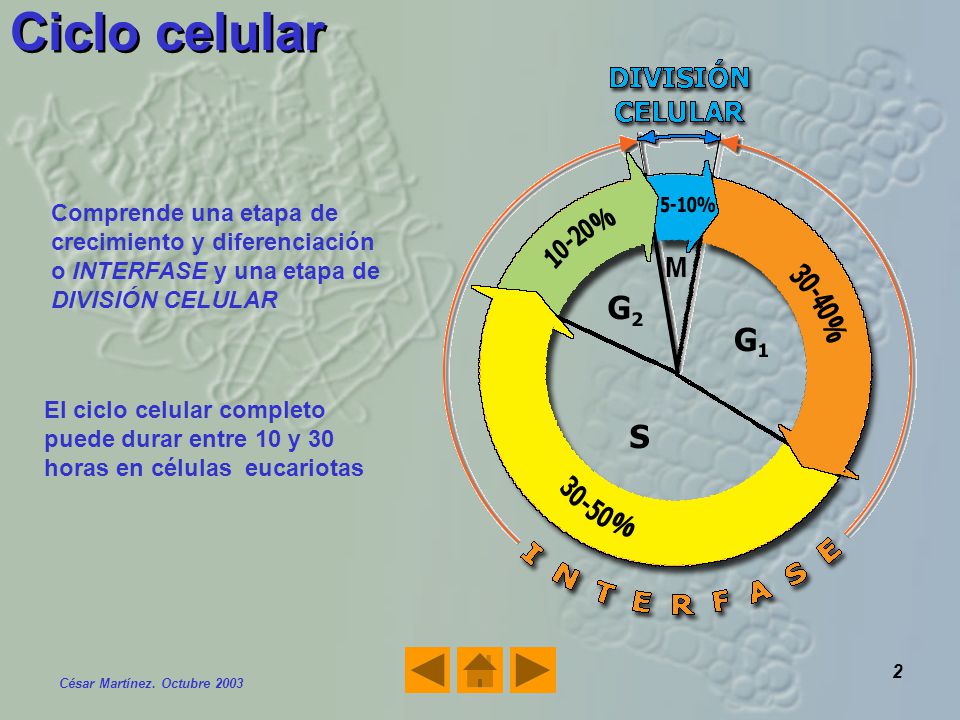 Ciclo celular Comprende una etapa de crecimiento y diferenciación o INTERFASE y una etapa de DIVISIÓN CELULAR.
