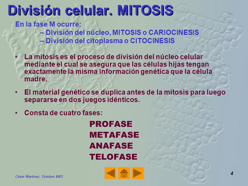 División celular. MITOSIS