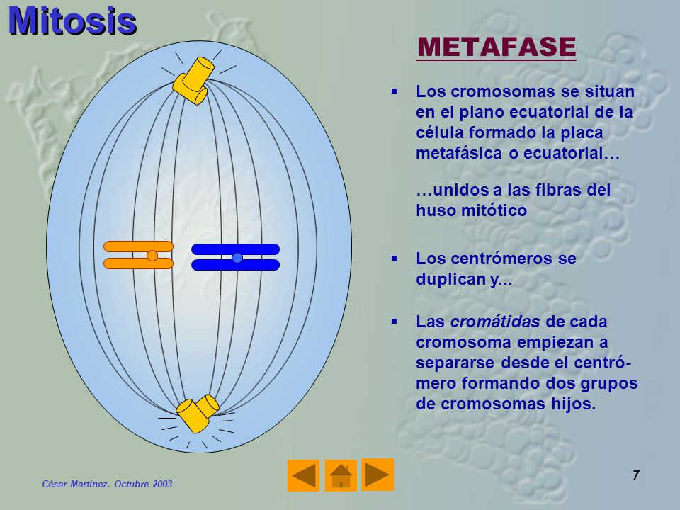 Mitosis METAFASE. Los cromosomas se situan en el plano ecuatorial de la célula formado la placa metafásica o ecuatorial…