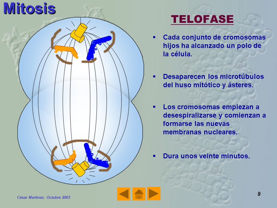 Mitosis TELOFASE. Cada conjunto de cromosomas hijos ha alcanzado un polo de la célula. Desaparecen los microtúbulos del huso mitótico y ásteres.