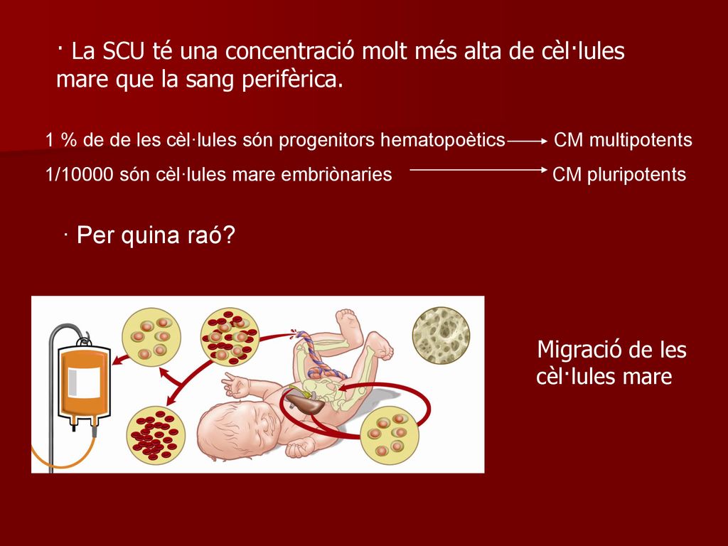 · La SCU té una concentració molt més alta de cèl·lules mare que la sang perifèrica.