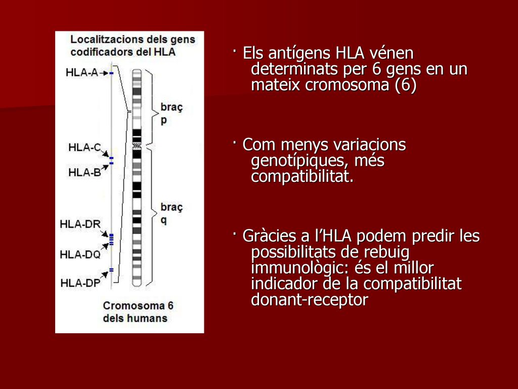 · Els antígens HLA vénen determinats per 6 gens en un mateix cromosoma (6)