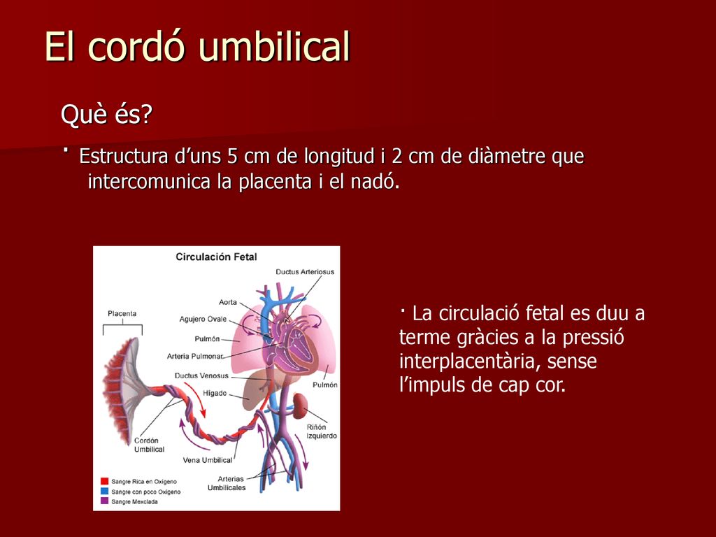El cordó umbilical Què és · Estructura d’uns 5 cm de longitud i 2 cm de diàmetre que intercomunica la placenta i el nadó.