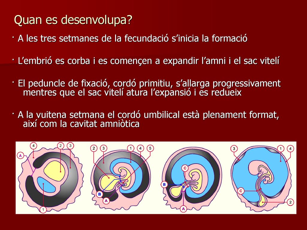 Quan es desenvolupa · A les tres setmanes de la fecundació s’inicia la formació.