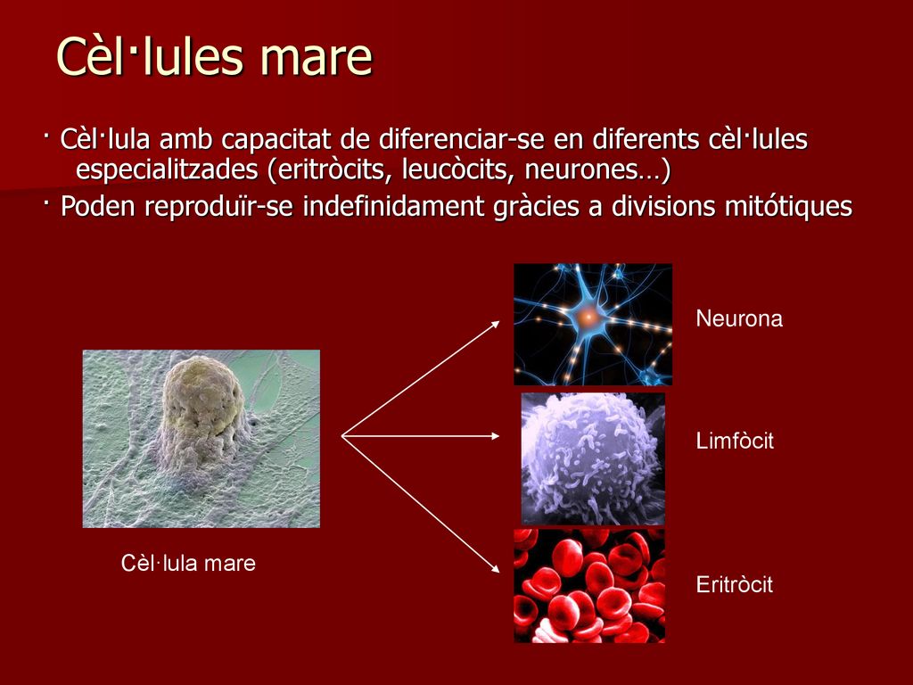 Cèl·lules mare · Cèl·lula amb capacitat de diferenciar-se en diferents cèl·lules especialitzades (eritròcits, leucòcits, neurones…)