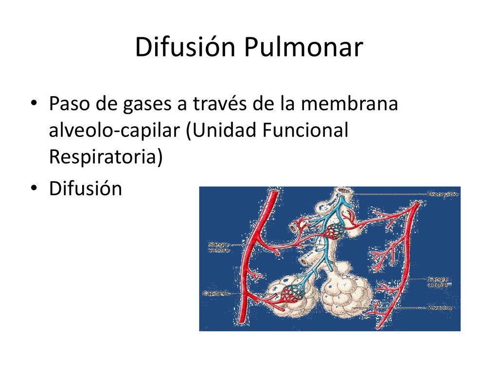 Difusión Pulmonar Paso de gases a través de la membrana alveolo-capilar (Unidad Funcional Respiratoria)
