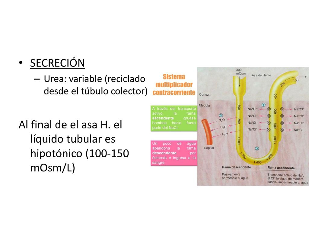 SECRECIÓN Urea: variable (reciclado desde el túbulo colector) Al final de el asa H.