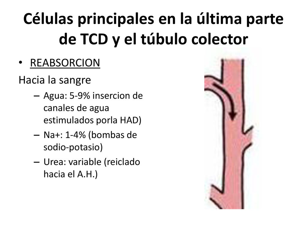 Células principales en la última parte de TCD y el túbulo colector