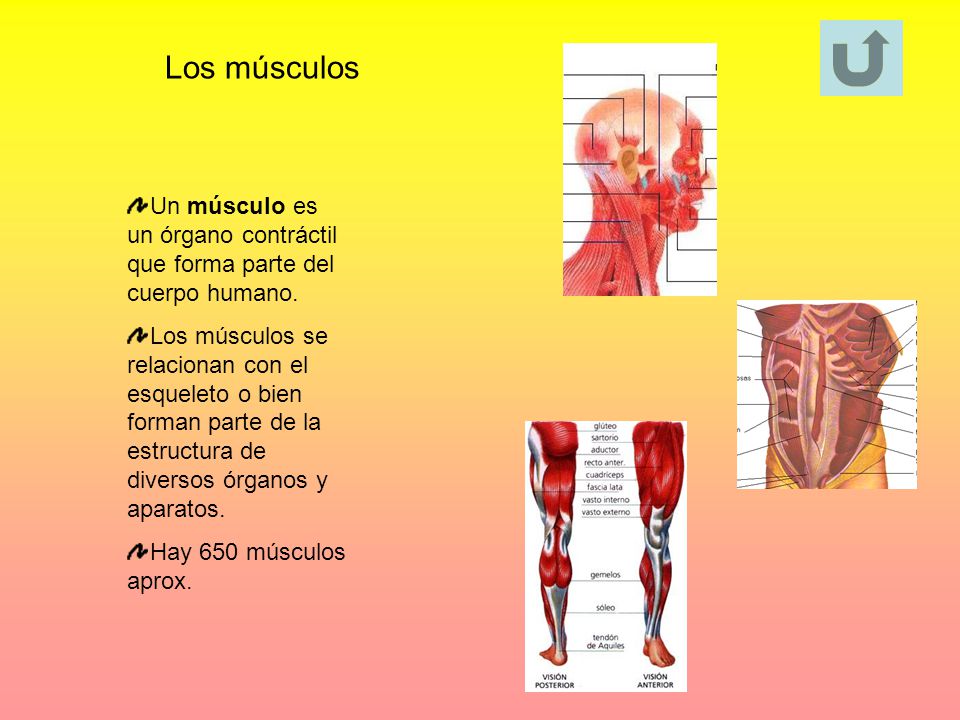 Los músculos Un músculo es un órgano contráctil que forma parte del cuerpo humano.