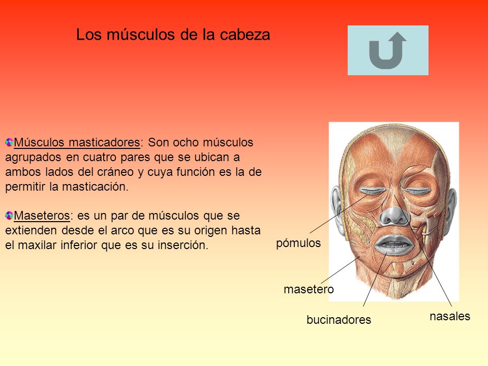 Los músculos de la cabeza