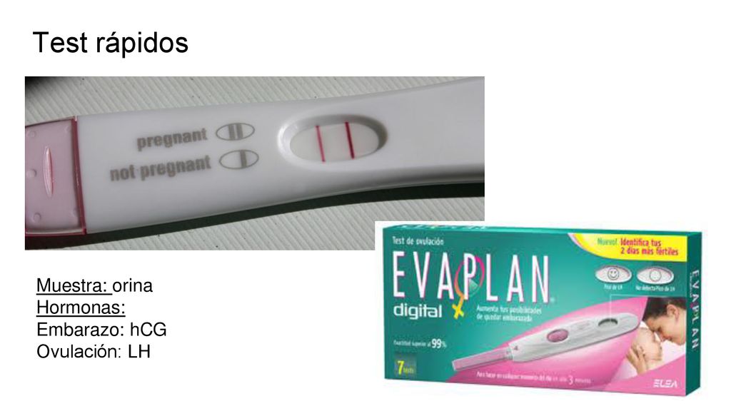 Test rápidos Muestra: orina Hormonas: Embarazo: hCG Ovulación: LH