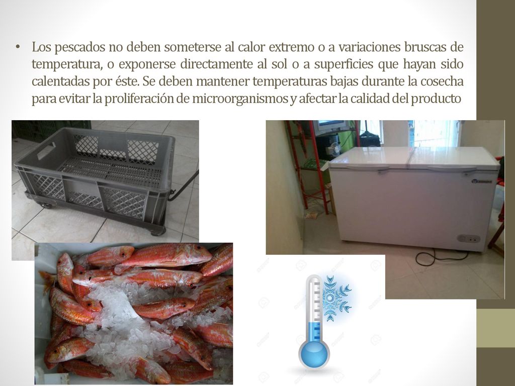 Los pescados no deben someterse al calor extremo o a variaciones bruscas de temperatura, o exponerse directamente al sol o a superficies que hayan sido calentadas por éste.