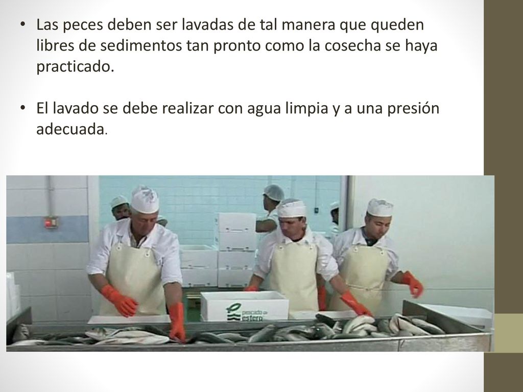 Las peces deben ser lavadas de tal manera que queden libres de sedimentos tan pronto como la cosecha se haya practicado.