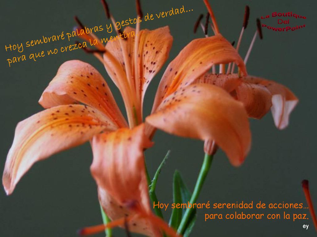 Hoy sembraré palabras y gestos de verdad… para que no crezca la mentira.