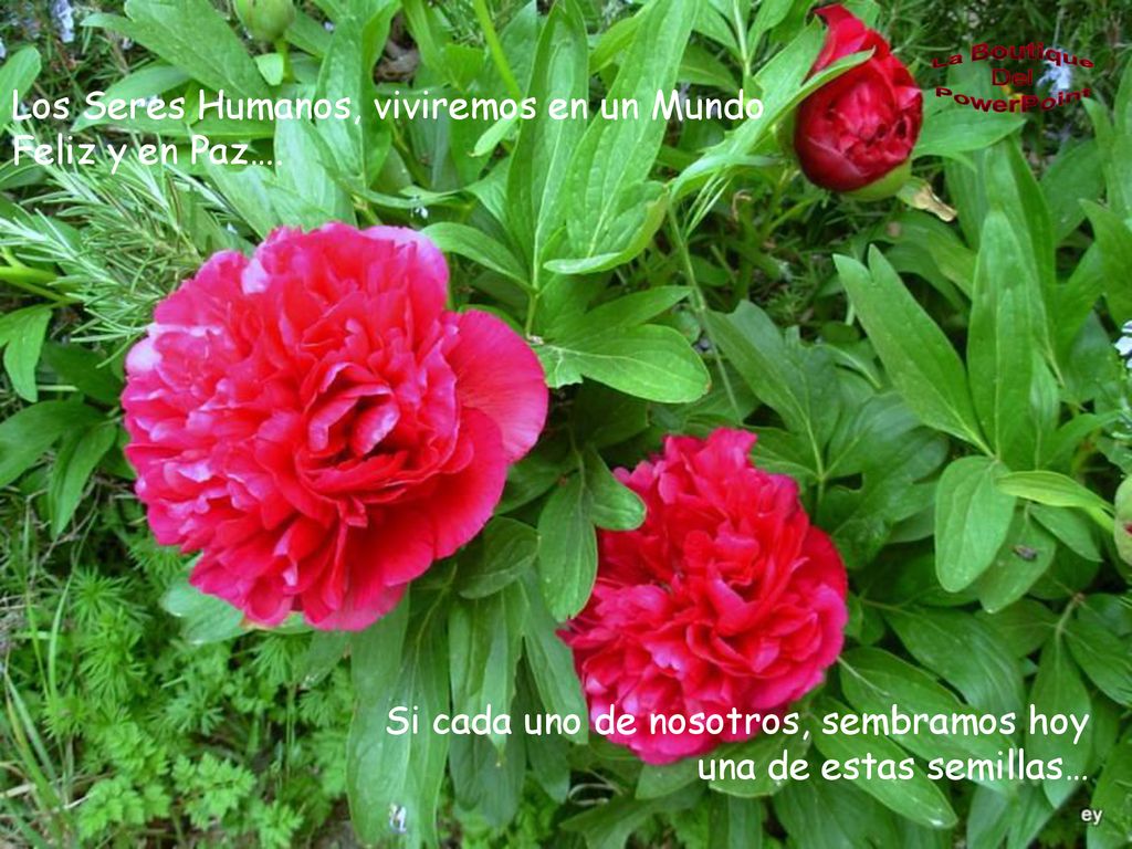 Los Seres Humanos, viviremos en un Mundo Feliz y en Paz….