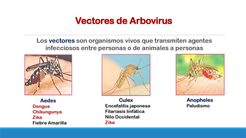 Vectores de Arbovirus Los vectores son organismos vivos que transmiten agentes infecciosos entre personas o de animales a personas.