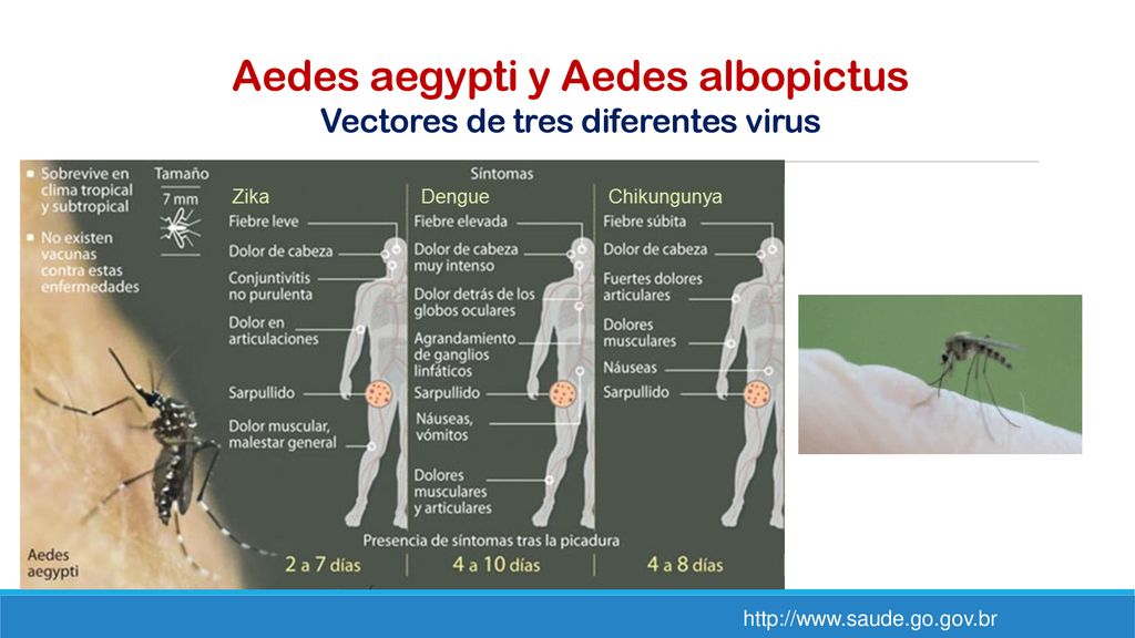 Aedes aegypti y Aedes albopictus Vectores de tres diferentes virus