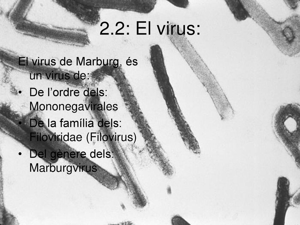 2.2: El virus: El virus de Marburg, és un virus de: