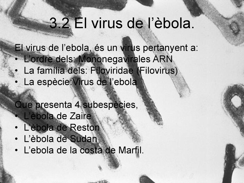 3.2 El virus de l’èbola. El virus de l’ebola, és un virus pertanyent a: L’ordre dels: Mononegavirales ARN.