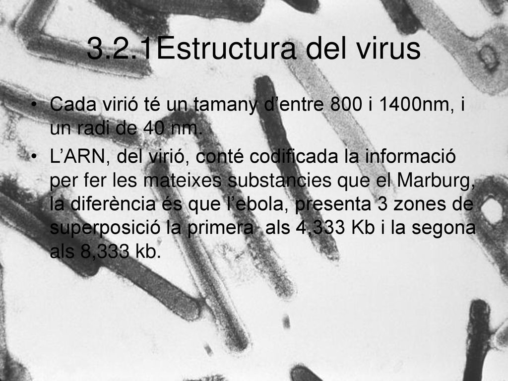 3.2.1Estructura del virus Cada virió té un tamany d’entre 800 i 1400nm, i un radi de 40 nm.