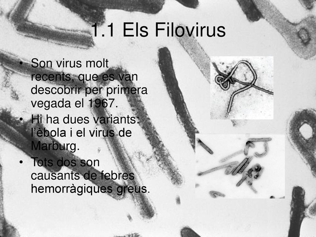 1.1 Els Filovirus Son virus molt recents, que es van descobrir per primera vegada el Hi ha dues variants: l’èbola i el virus de Marburg.