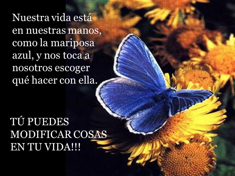 Ria Slides Nuestra vida está en nuestras manos, como la mariposa azul, y nos toca a nosotros escoger qué hacer con ella.