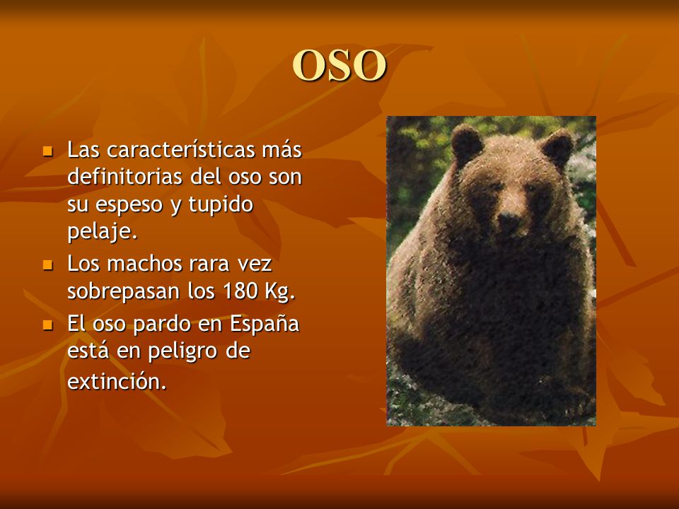 OSO Las características más definitorias del oso son su espeso y tupido pelaje. Los machos rara vez sobrepasan los 180 Kg.