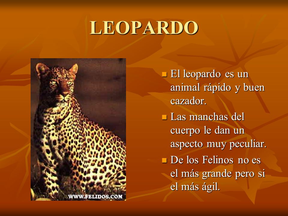 LEOPARDO El leopardo es un animal rápido y buen cazador.