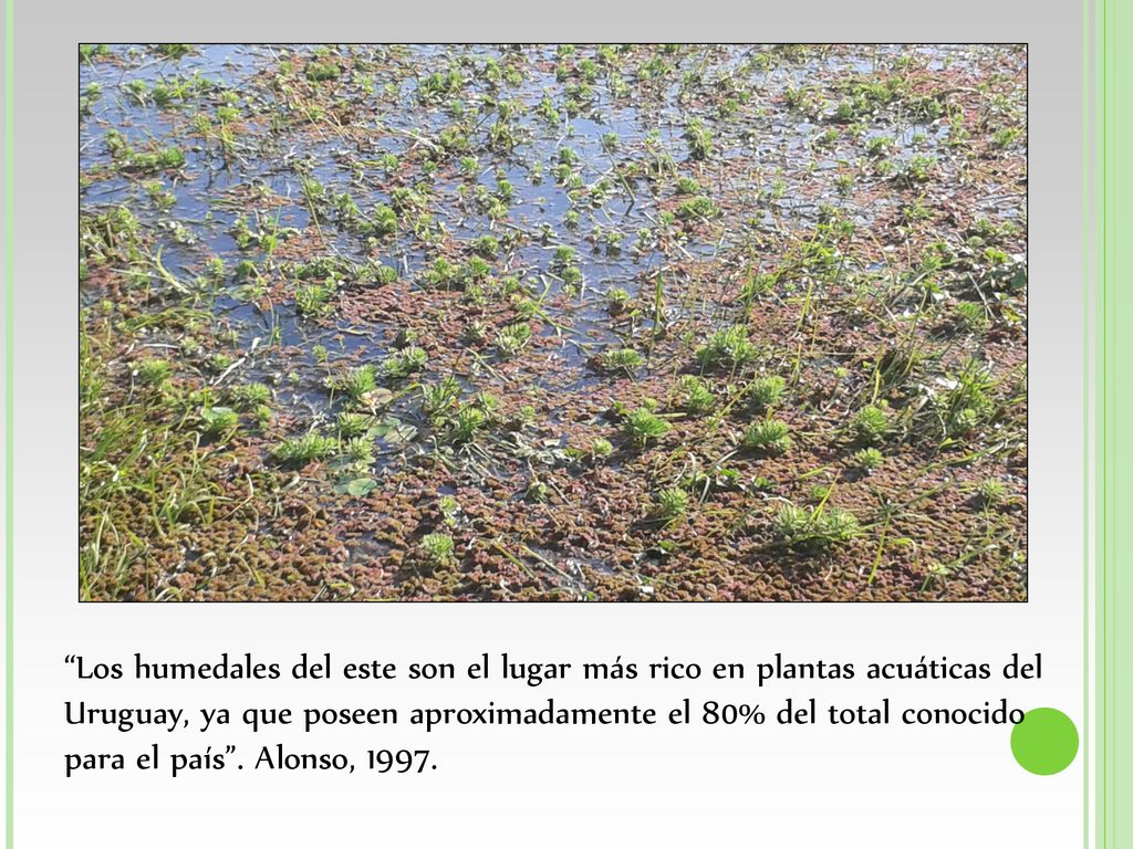Los humedales del este son el lugar más rico en plantas acuáticas del Uruguay, ya que poseen aproximadamente el 80% del total conocido para el país .