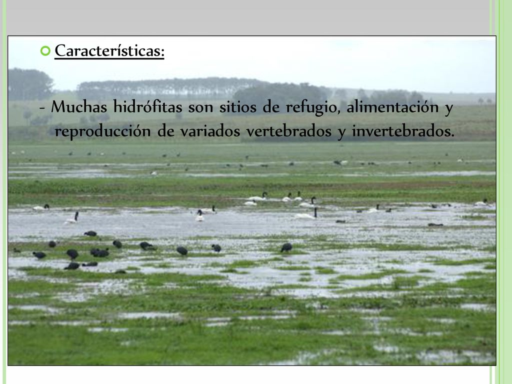 Características: - Muchas hidrófitas son sitios de refugio, alimentación y reproducción de variados vertebrados y invertebrados.