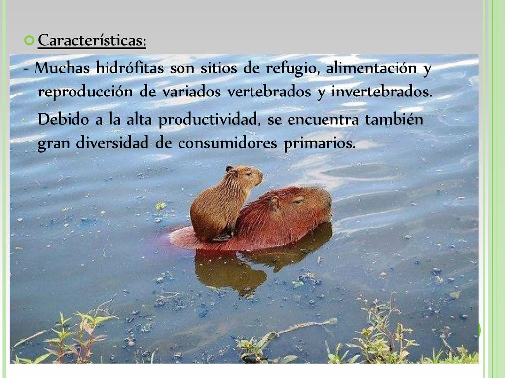 Características: - Muchas hidrófitas son sitios de refugio, alimentación y reproducción de variados vertebrados y invertebrados.