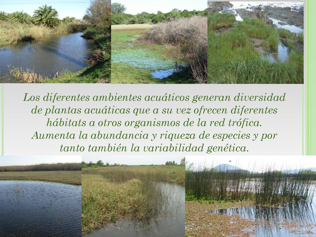 Los diferentes ambientes acuáticos generan diversidad de plantas acuáticas que a su vez ofrecen diferentes hábitats a otros organismos de la red trófica.